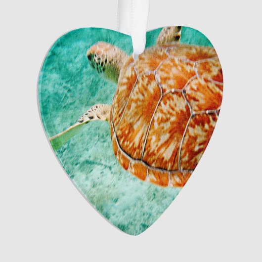 Tortue de mer (devant)