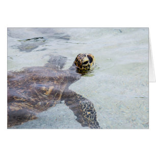 Tortue de mer hawaïenne de Honu - tortues d'Hawa