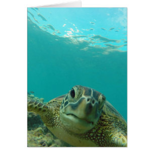 Tortue de mer verte