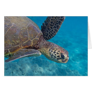 Tortue de mer verte