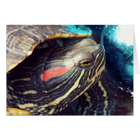 Tortue de Noël (Devant horizontal)