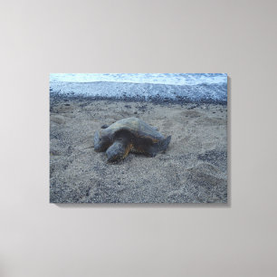 Tortue de sable dormant Kiholo Bay Hawaii toile