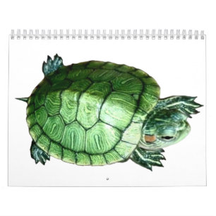Tortue du calendrier