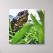 Tortue en toile gros plan (Recto)