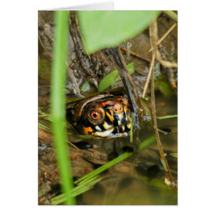 Tortue et têtards