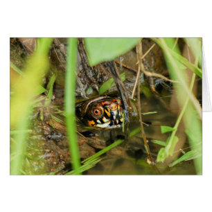 Tortue et têtards