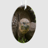 Tortue géante (devant)