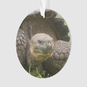 Tortue géante (devant)