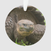 Tortue géante (devant)