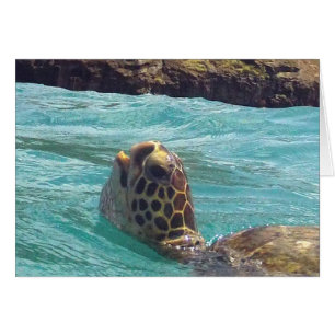 Tortue Hawaii Honu
