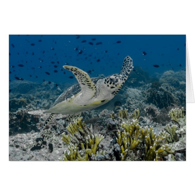 Tortue imbriquée nageant (Devant horizontal)