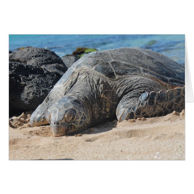 Tortue Maui (Devant horizontal)