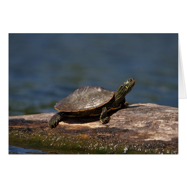 Tortue peinte sur une branche (Devant horizontal)