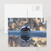 Tortue reflétée dans la carte postale de l'étang (Devant / Derrière)