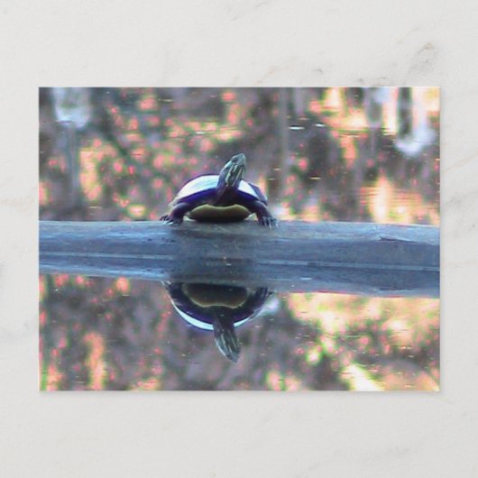 Tortue reflétée dans la carte postale de l'étang (Devant)