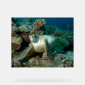 Tortue verte de mer après s'être reposée parmi le (Recto)