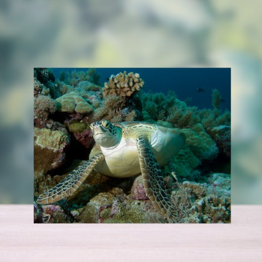 Tortue verte de mer après s'être reposée parmi le (Neutre)
