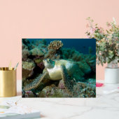 Tortue verte de mer après s'être reposée parmi le (Mariage)