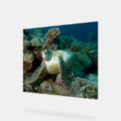 Tortue verte de mer après s'être reposée parmi le (Angle)