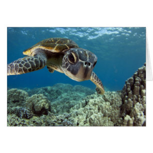 Tortue verte hawaïenne