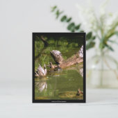 Tortues - carte postale (Debout devant)
