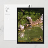 Tortues - carte postale (Devant / Derrière)