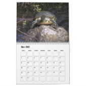 Tortues d'eau de calendrier (Mar 2026)