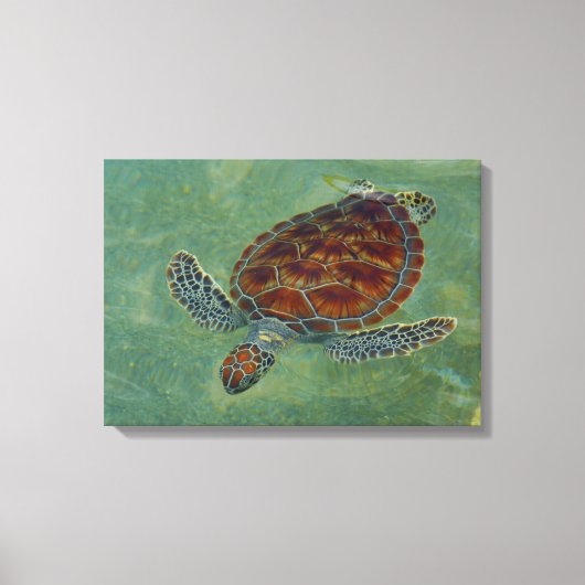 Tortues en toile (Recto)