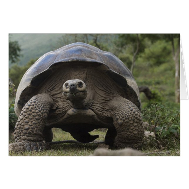 Tortues géantes des Galapagos Geochelone (Devant horizontal)