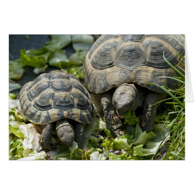 Tortues mignonnes (Devant horizontal)