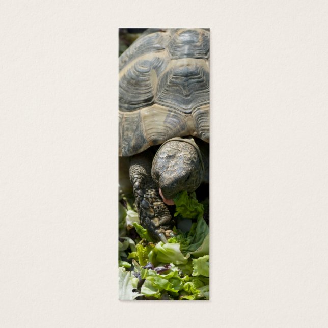 Tortues mignonnes (Devant)