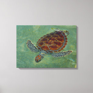 Tortues sur la toile