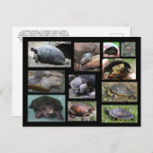Tortues, Terrapins et Torts de carte postale SC (Devant / Derrière)