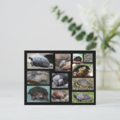 Tortues, Terrapins et Torts de carte postale SC (Debout devant)