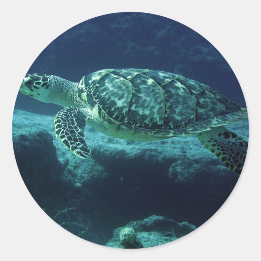 Tortuga Ronde Sticker (Voorkant)