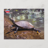 Tortuguero - roodwangschildpad briefkaart (Voorkant)