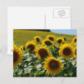 Toscaan_Zonnebloemen2 Briefkaart (Voorkant / Achterkant)