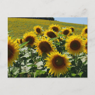 Toscaan_Zonnebloemen2 Briefkaart