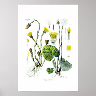 Tosilago farfarfara (Coltsfoot) Poster