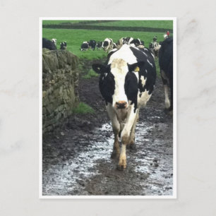 Tot de koeien thuis komen briefkaart