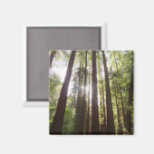 Tot de sequoia's in de ochtend magneet (Voorkant / Achterkant)