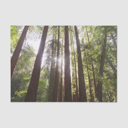 Tot de sequoia's in de ochtend tissuepapier (Voorkant)