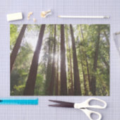 Tot de sequoia's in de ochtend tissuepapier (Craft)