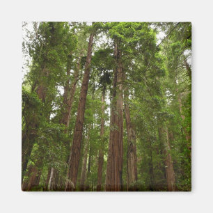 Tot Redwoods I in Muir Woods National Monument Magneet