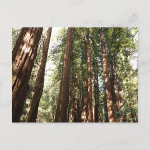 Tot Redwoods II bij Muir Woods National Monument Briefkaart