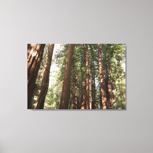 Tot Redwoods II in Muir Bossen National Monument Canvas Afdruk (Voorkant)