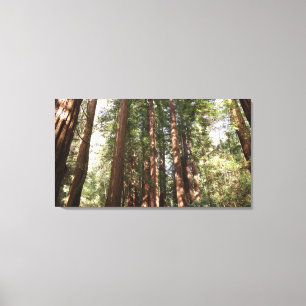 Tot Redwoods II in Muir Woods National Monument Canvas Afdruk