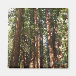 Tot Redwoods II in Muir Woods National Monument Magneet