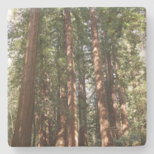 Tot Redwoods II in Muir Woods National Monument Stenen Onderzetter