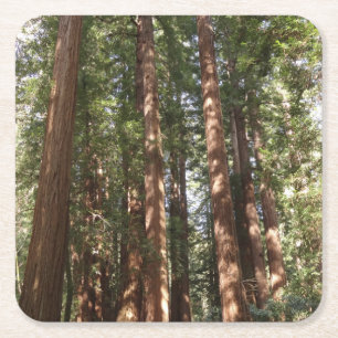 Tot Redwoods II in Muir Woods National Monument Vierkante Kartonnen Onderzetter